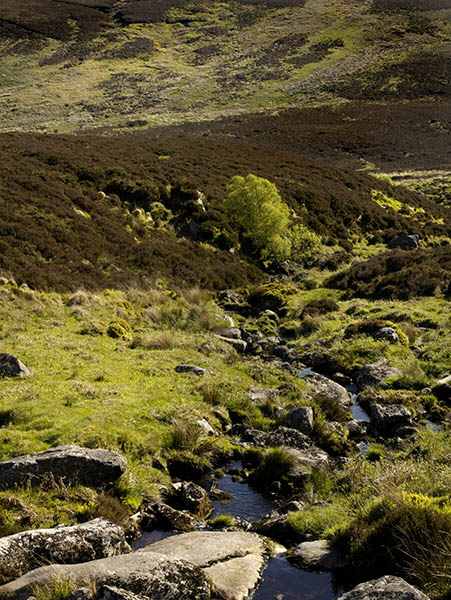 lough dan